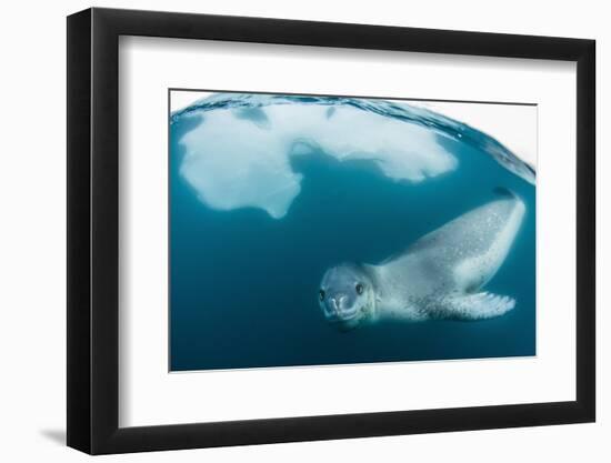 Adult Leopard Seal (Hydrurga Leptonyx) Inspecting the Camera Above and Below Water at Damoy Point-Michael Nolan-Framed Photographic Print