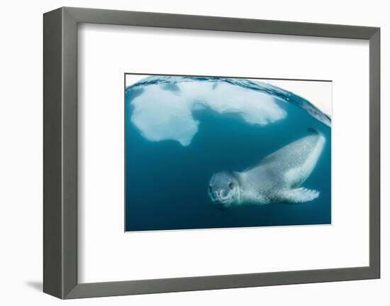 Adult Leopard Seal (Hydrurga Leptonyx) Inspecting the Camera Above and Below Water at Damoy Point-Michael Nolan-Framed Photographic Print