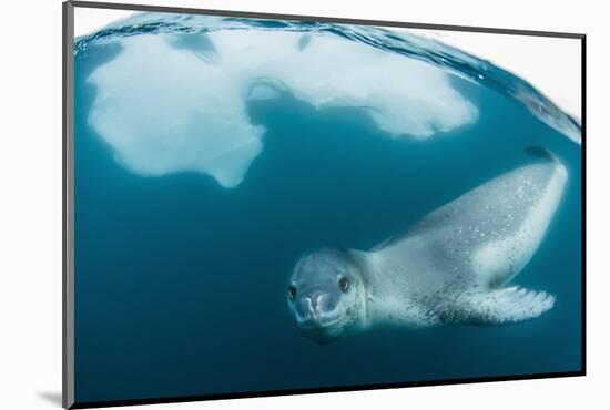 Adult Leopard Seal (Hydrurga Leptonyx) Inspecting the Camera Above and Below Water at Damoy Point-Michael Nolan-Mounted Photographic Print