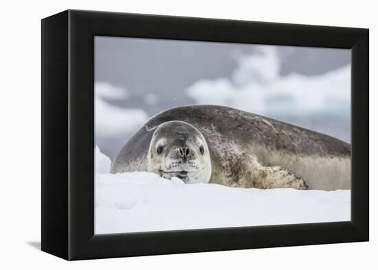 Adult Leopard Seal (Hydrurga Leptonyx), Polar Regions-Michael Nolan-Framed Premier Image Canvas