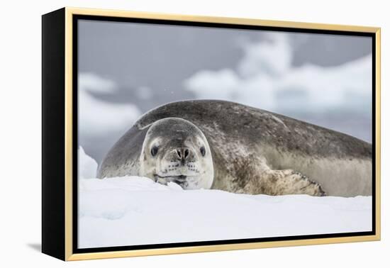 Adult Leopard Seal (Hydrurga Leptonyx), Polar Regions-Michael Nolan-Framed Premier Image Canvas