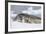 Adult Leopard Seal (Hydrurga Leptonyx), Polar Regions-Michael Nolan-Framed Photographic Print