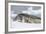 Adult Leopard Seal (Hydrurga Leptonyx), Polar Regions-Michael Nolan-Framed Photographic Print