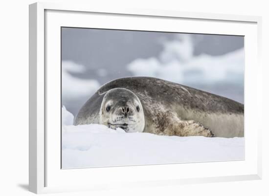 Adult Leopard Seal (Hydrurga Leptonyx), Polar Regions-Michael Nolan-Framed Photographic Print