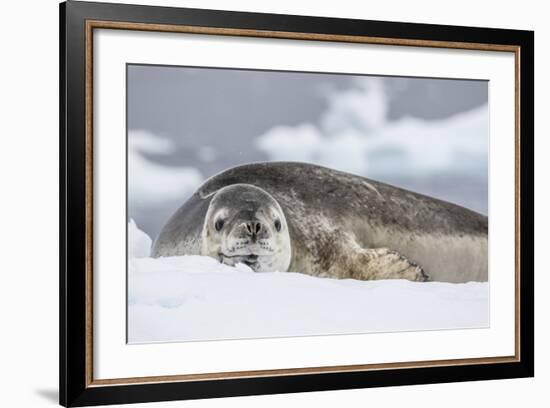 Adult Leopard Seal (Hydrurga Leptonyx), Polar Regions-Michael Nolan-Framed Photographic Print