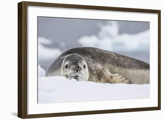 Adult Leopard Seal (Hydrurga Leptonyx), Polar Regions-Michael Nolan-Framed Photographic Print