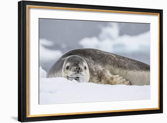 Adult Leopard Seal (Hydrurga Leptonyx), Polar Regions-Michael Nolan-Framed Photographic Print