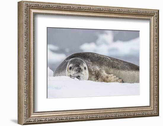 Adult Leopard Seal (Hydrurga Leptonyx), Polar Regions-Michael Nolan-Framed Photographic Print