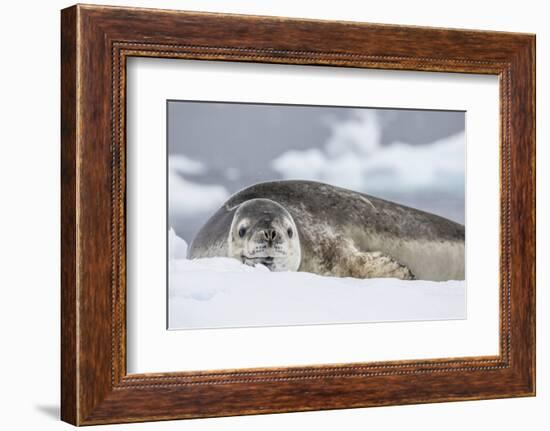 Adult Leopard Seal (Hydrurga Leptonyx), Polar Regions-Michael Nolan-Framed Photographic Print