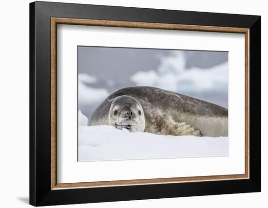 Adult Leopard Seal (Hydrurga Leptonyx), Polar Regions-Michael Nolan-Framed Photographic Print