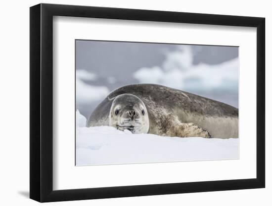 Adult Leopard Seal (Hydrurga Leptonyx), Polar Regions-Michael Nolan-Framed Photographic Print