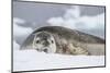 Adult Leopard Seal (Hydrurga Leptonyx), Polar Regions-Michael Nolan-Mounted Photographic Print