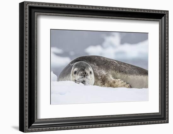 Adult Leopard Seal (Hydrurga Leptonyx), Polar Regions-Michael Nolan-Framed Photographic Print