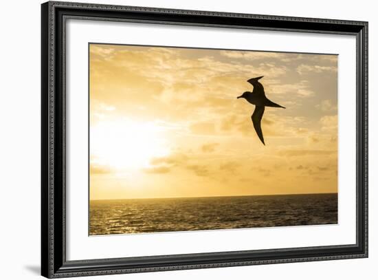 Adult Light-Mantled Sooty Albatross (Phoebetria Palpebrata) in Flight in the Drake Passage-Michael Nolan-Framed Photographic Print