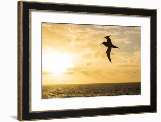 Adult Light-Mantled Sooty Albatross (Phoebetria Palpebrata) in Flight in the Drake Passage-Michael Nolan-Framed Photographic Print