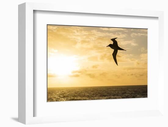 Adult Light-Mantled Sooty Albatross (Phoebetria Palpebrata) in Flight in the Drake Passage-Michael Nolan-Framed Photographic Print