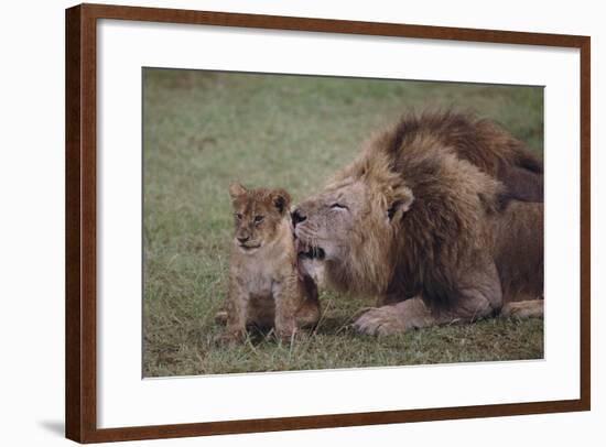 Adult Lion Cleaning Cub-DLILLC-Framed Photographic Print