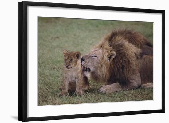 Adult Lion Cleaning Cub-DLILLC-Framed Photographic Print