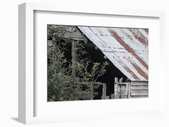 Adult Little Owl (Athene Noctua) Peering Out from an Old Barn-Brent Stephenson-Framed Photographic Print