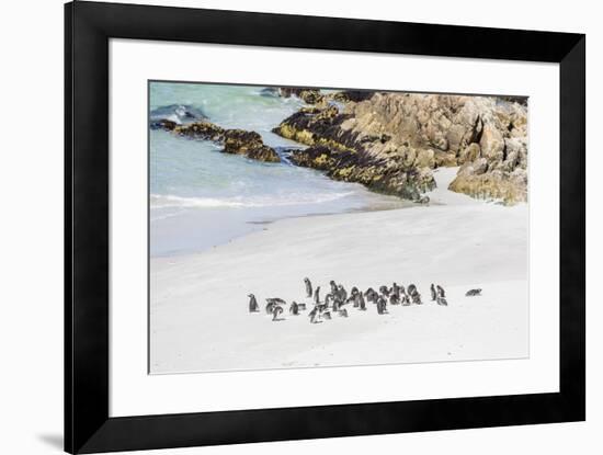 Adult Magellanic penguins (Spheniscus magellanicus) on the beach at Gypsy Cove, East Island, Falkla-Michael Nolan-Framed Photographic Print