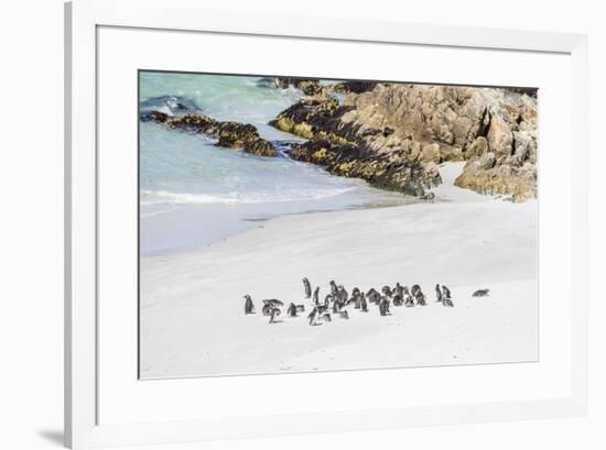 Adult Magellanic penguins (Spheniscus magellanicus) on the beach at Gypsy Cove, East Island, Falkla-Michael Nolan-Framed Photographic Print