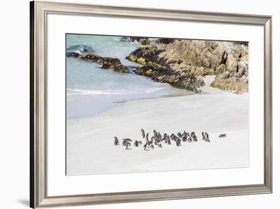 Adult Magellanic penguins (Spheniscus magellanicus) on the beach at Gypsy Cove, East Island, Falkla-Michael Nolan-Framed Photographic Print