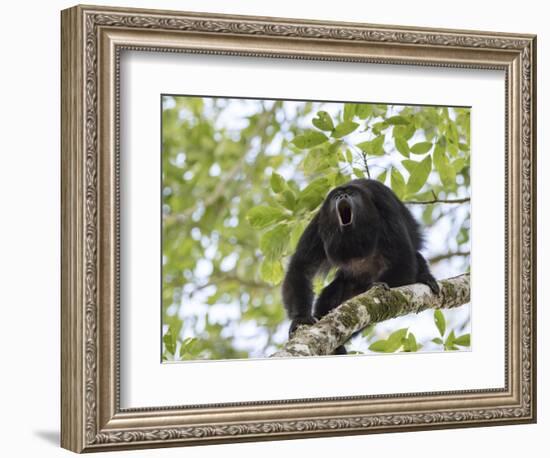 Adult male Black Howler monkey, vocalizing, Community Baboon Sanctuary, Bermudian Landing, Belize-William Sutton-Framed Photographic Print