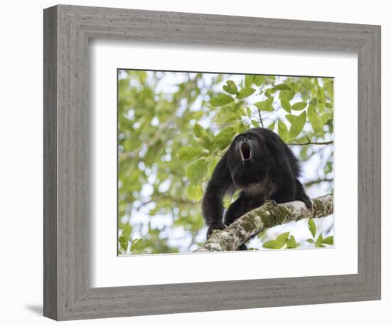 Adult male Black Howler monkey, vocalizing, Community Baboon Sanctuary, Bermudian Landing, Belize-William Sutton-Framed Photographic Print