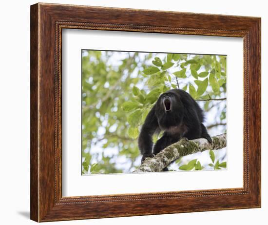 Adult male Black Howler monkey, vocalizing, Community Baboon Sanctuary, Bermudian Landing, Belize-William Sutton-Framed Photographic Print