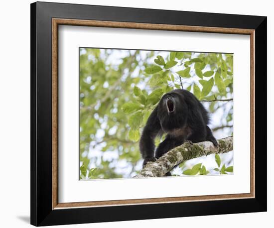 Adult male Black Howler monkey, vocalizing, Community Baboon Sanctuary, Bermudian Landing, Belize-William Sutton-Framed Photographic Print