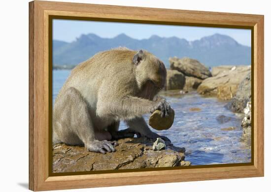 Adult Male Burmese Long Tailed Macaque (Macaca Fascicularis Aurea) Using Stone Tool to Open Oysters-Mark Macewen-Framed Premier Image Canvas