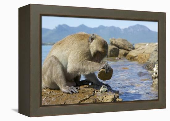 Adult Male Burmese Long Tailed Macaque (Macaca Fascicularis Aurea) Using Stone Tool to Open Oysters-Mark Macewen-Framed Premier Image Canvas