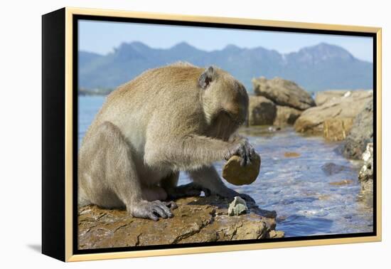 Adult Male Burmese Long Tailed Macaque (Macaca Fascicularis Aurea) Using Stone Tool to Open Oysters-Mark Macewen-Framed Premier Image Canvas
