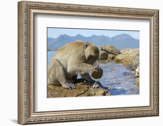 Adult Male Burmese Long Tailed Macaque (Macaca Fascicularis Aurea) Using Stone Tool to Open Oysters-Mark Macewen-Framed Photographic Print
