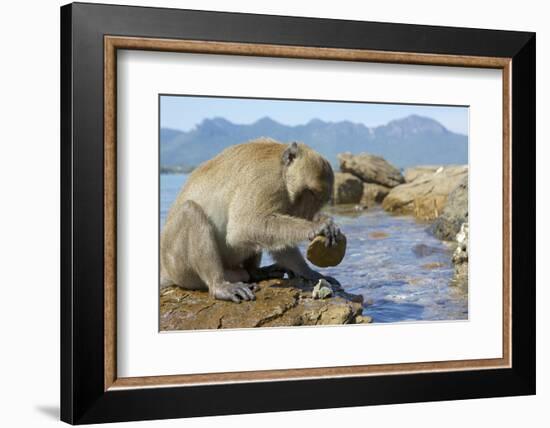 Adult Male Burmese Long Tailed Macaque (Macaca Fascicularis Aurea) Using Stone Tool to Open Oysters-Mark Macewen-Framed Photographic Print