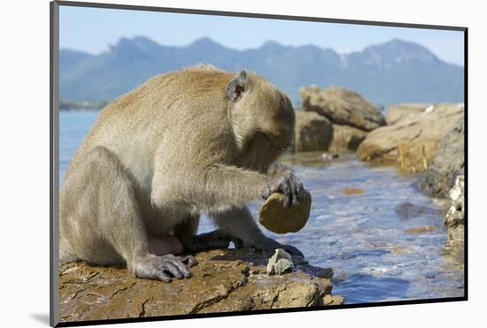 Adult Male Burmese Long Tailed Macaque (Macaca Fascicularis Aurea) Using Stone Tool to Open Oysters-Mark Macewen-Mounted Photographic Print