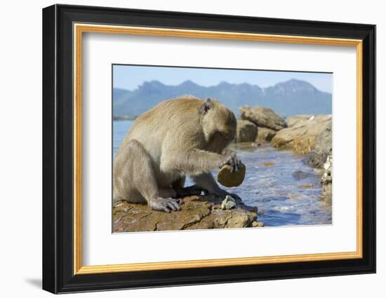 Adult Male Burmese Long Tailed Macaque (Macaca Fascicularis Aurea) Using Stone Tool to Open Oysters-Mark Macewen-Framed Photographic Print