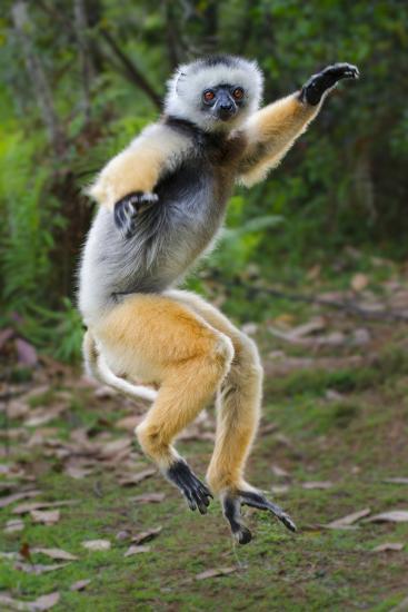 Adult Male Diademed Sifaka (Propithecus Diadema) Between Forest ...