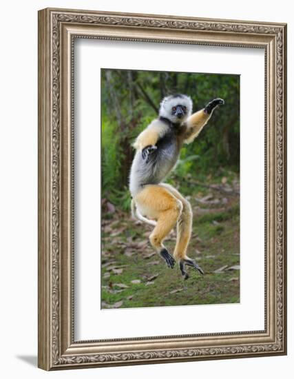 Adult Male Diademed Sifaka (Propithecus Diadema) Between Forest Fragments-Nick Garbutt-Framed Photographic Print