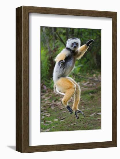 Adult Male Diademed Sifaka (Propithecus Diadema) Between Forest Fragments-Nick Garbutt-Framed Photographic Print