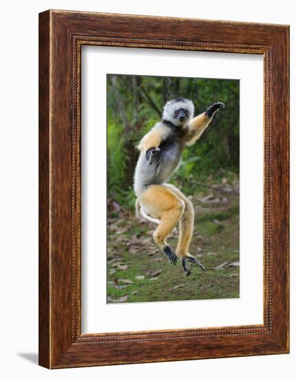 Adult Male Diademed Sifaka (Propithecus Diadema) Between Forest Fragments-Nick Garbutt-Framed Photographic Print