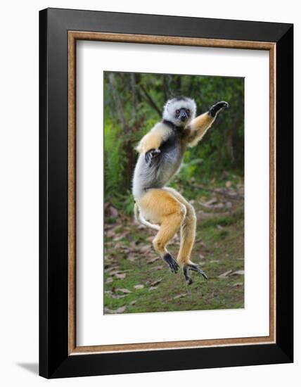 Adult Male Diademed Sifaka (Propithecus Diadema) Between Forest Fragments-Nick Garbutt-Framed Photographic Print