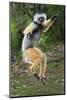 Adult Male Diademed Sifaka (Propithecus Diadema) Between Forest Fragments-Nick Garbutt-Mounted Photographic Print