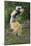 Adult Male Diademed Sifaka (Propithecus Diadema) Between Forest Fragments-Nick Garbutt-Mounted Photographic Print