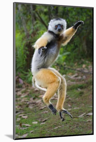 Adult Male Diademed Sifaka (Propithecus Diadema) Between Forest Fragments-Nick Garbutt-Mounted Photographic Print