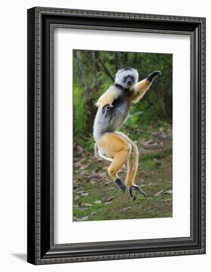 Adult Male Diademed Sifaka (Propithecus Diadema) Between Forest Fragments-Nick Garbutt-Framed Photographic Print