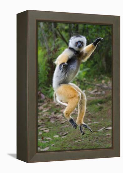 Adult Male Diademed Sifaka (Propithecus Diadema) Between Forest Fragments-Nick Garbutt-Framed Premier Image Canvas