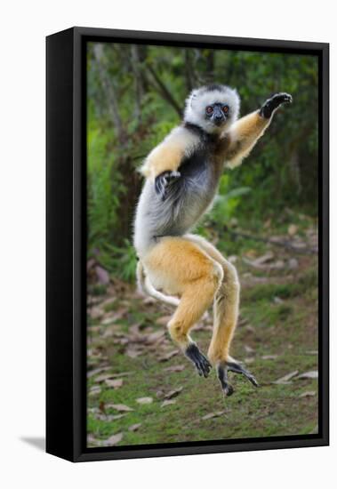 Adult Male Diademed Sifaka (Propithecus Diadema) Between Forest Fragments-Nick Garbutt-Framed Premier Image Canvas