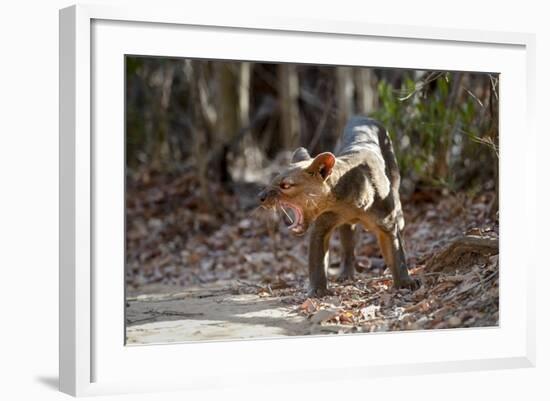 Adult Male Fosa (Crytoprocta Ferox) Yawning, On Deciduous Forest Floor-Nick Garbutt-Framed Photographic Print