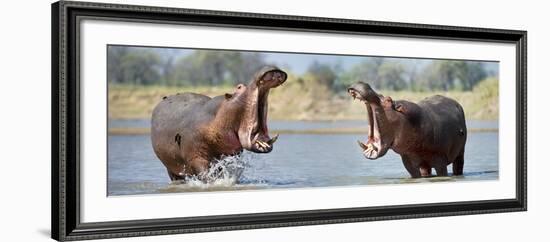 Adult Male Hippopotamuses (Hippopotamus Amphibius) Posturing In Agressive 'Yawn' Behaviour-Nick Garbutt-Framed Photographic Print